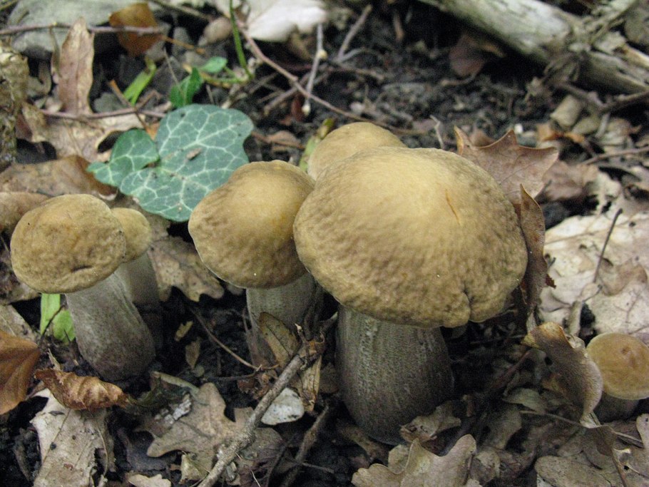 Грусть гриб