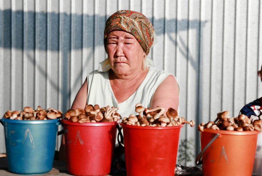 Грибы растущие в хвойных лесах