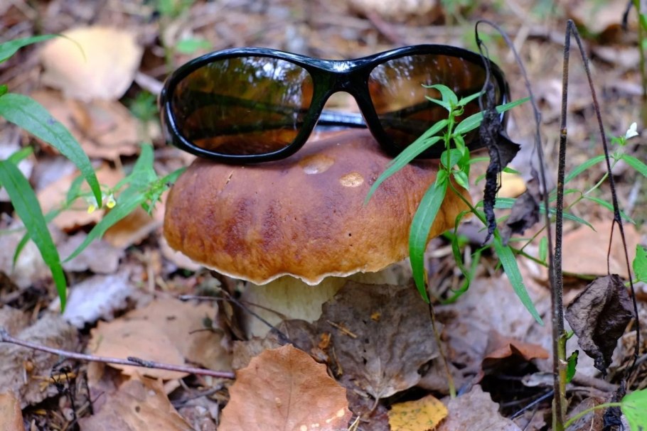 Гриб смешной