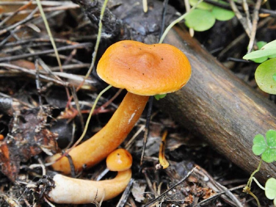 Lactarius mitissimus