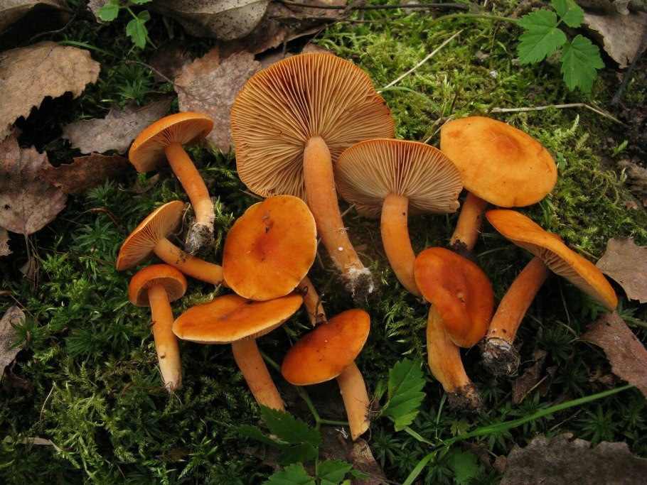 Гриб млечник оранжевый
