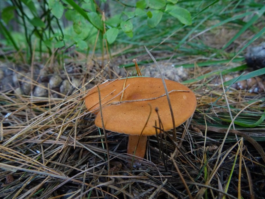 Млечник неедкий гриб