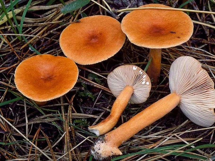 Млечник неедкий гриб