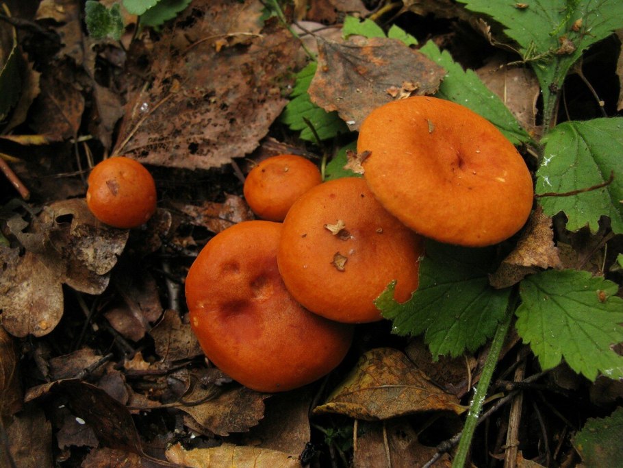Lactarius aurantiacus
