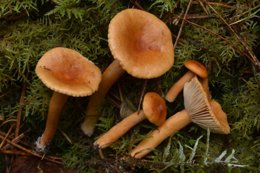 Млечник неедкий Lactarius aurantiacus