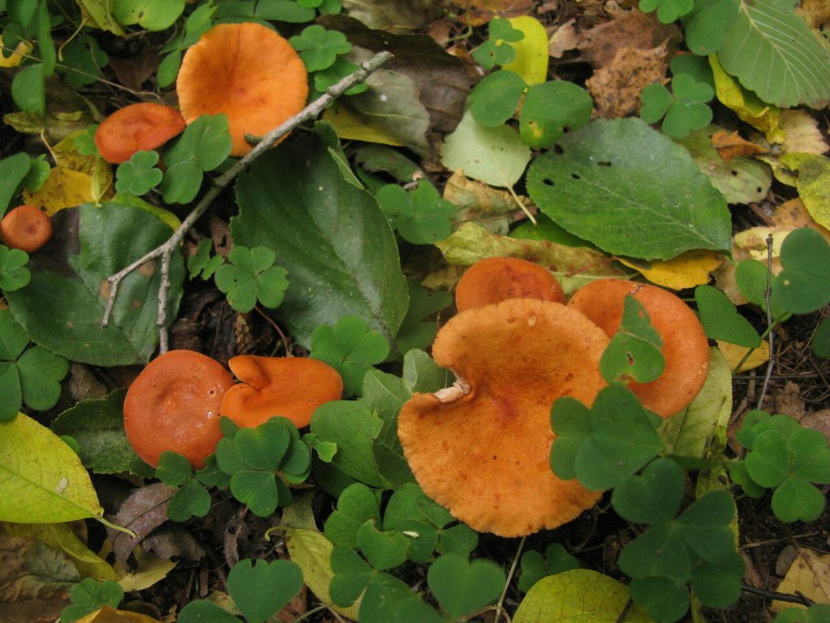 Млечник оранжевый