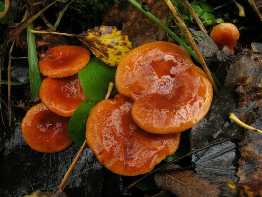 Гриб млечник оранжевый