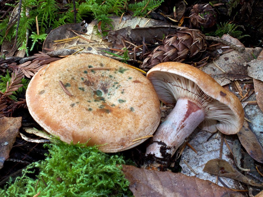 Lactarius fennoscandicus
