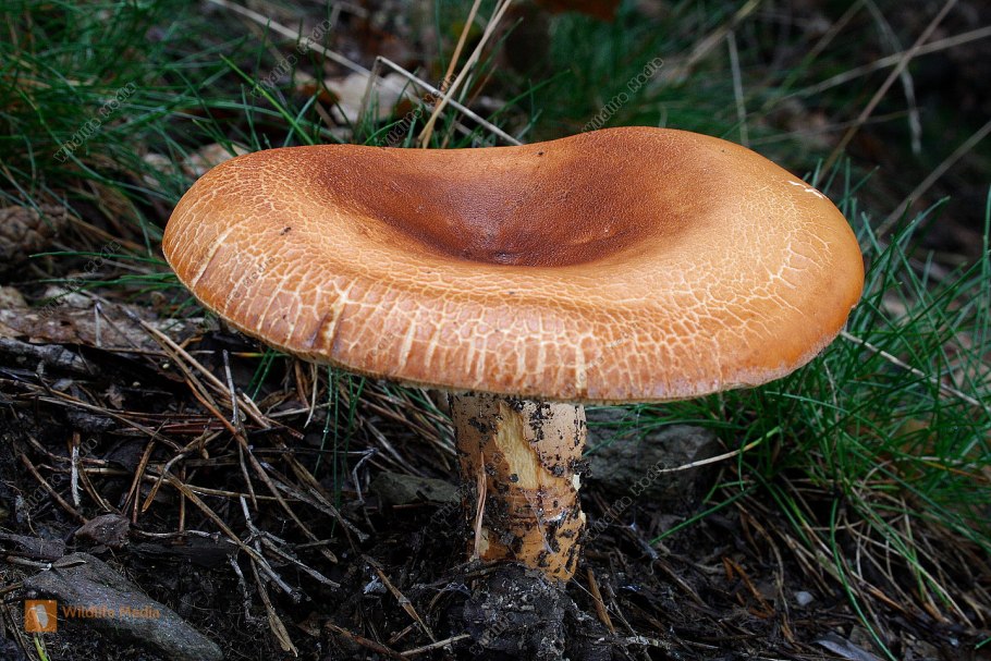 Рыжик Сосновый/Боровой (Lactarius deliciosus);