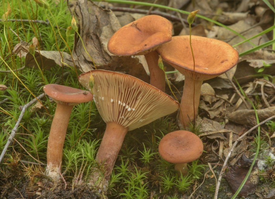 Млечник горькушка