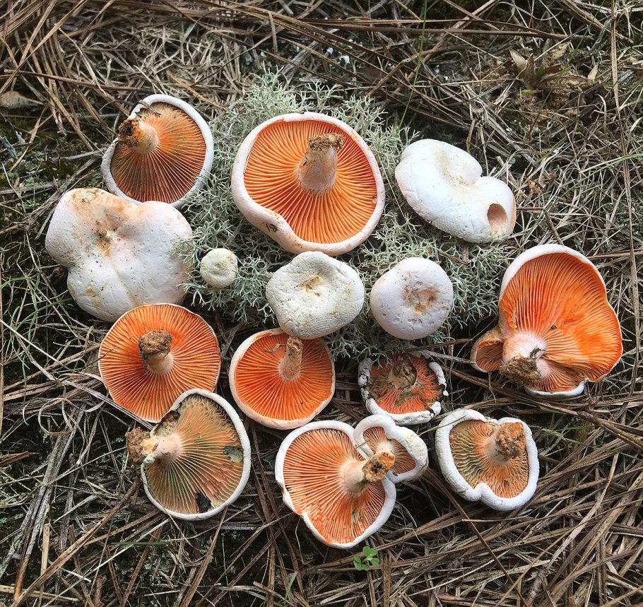 Lactarius badiosanguineus