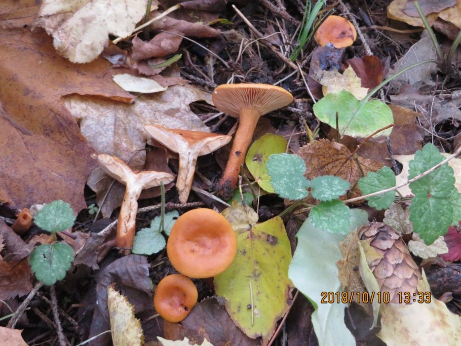 Lactarius aurantiacus