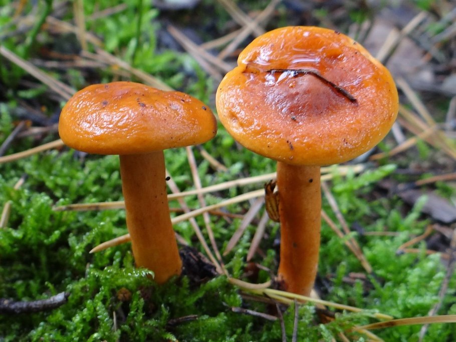 Млечник неедкий Lactarius mitissimus