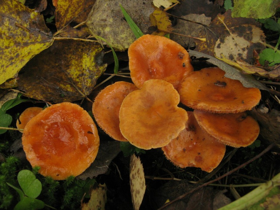 Млечник неедкий Lactarius mitissimus