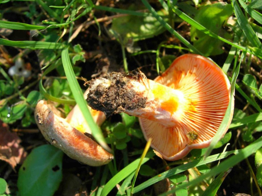 Млечник ароматный Lactarius glyciosmus