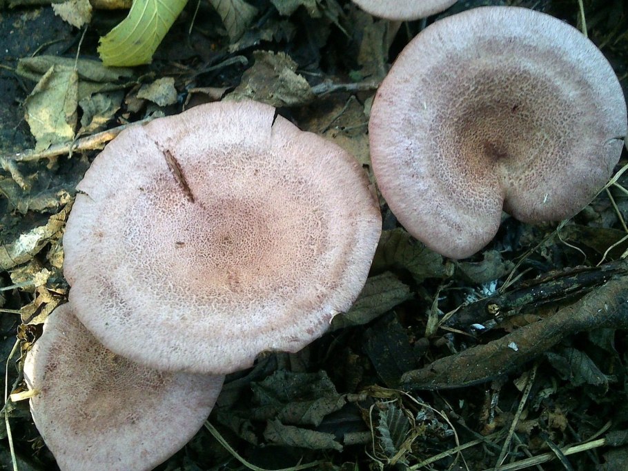 Lactarius salmonicolor