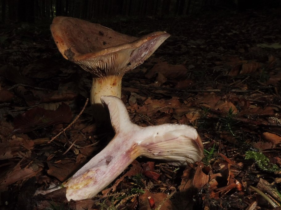 Lactarius sanguifluus