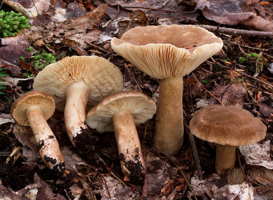 Lactarius violascens