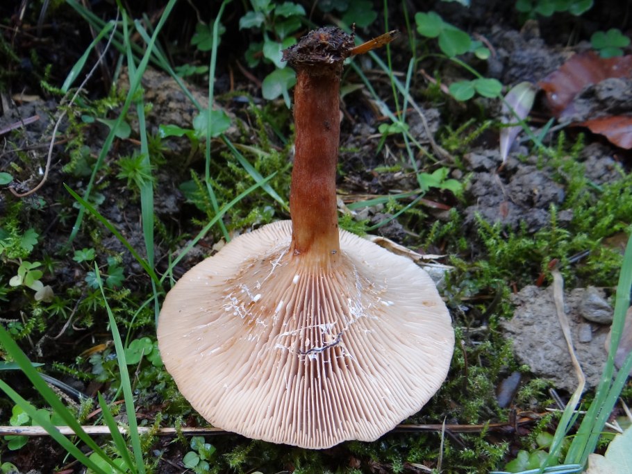 Lactarius albocarneus