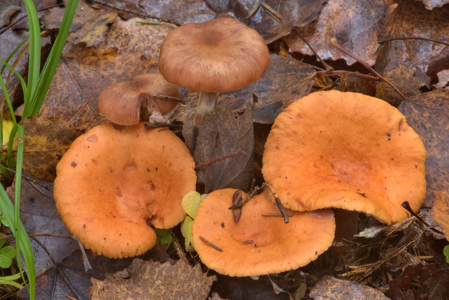 Lactarius Alpinus