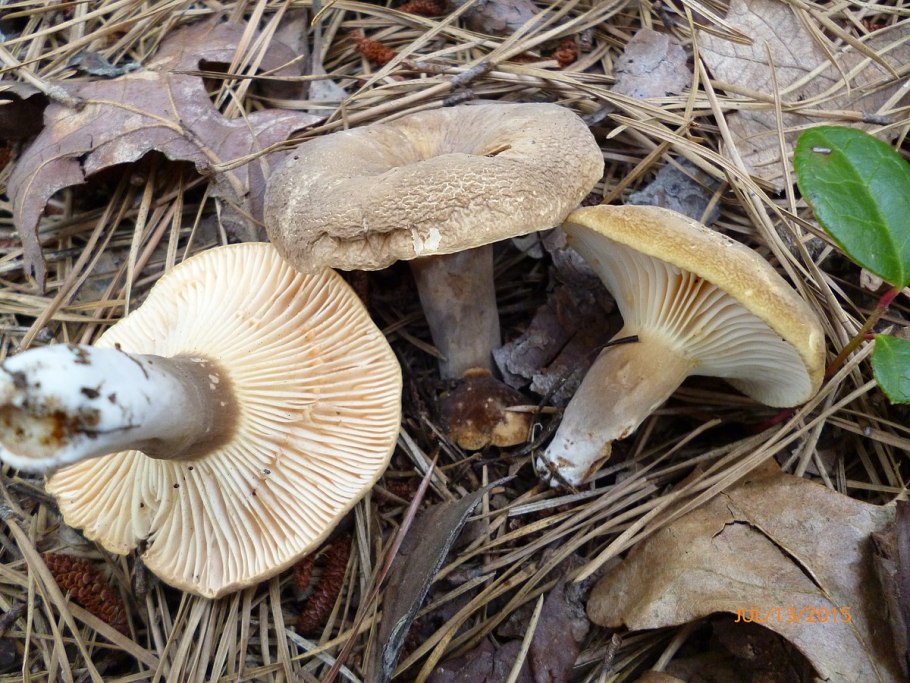 Lactarius rubrocinctus