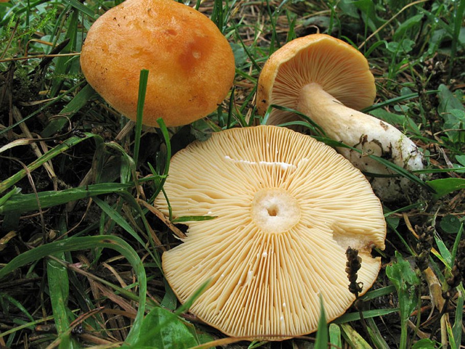 Lactarius sanguifluus