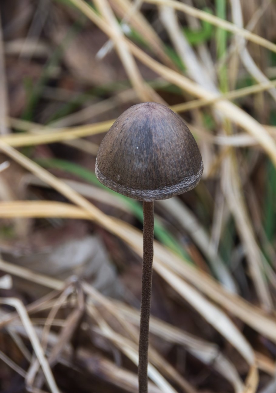 Поплавок серый (Amanita vaginata)