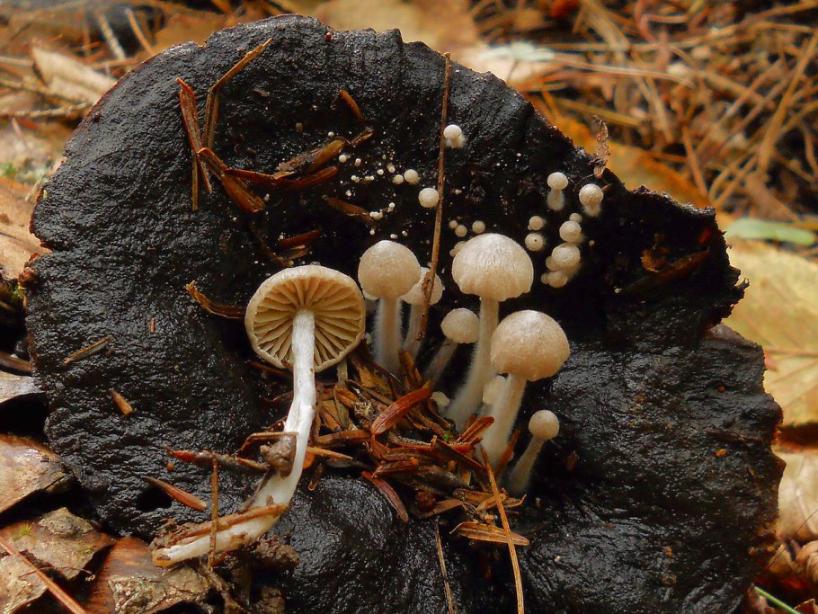 Навозник обыкновенный (Coprinopsis cinerea)