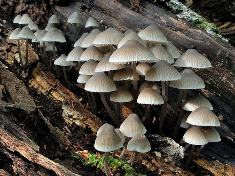 Inocybe geophylla