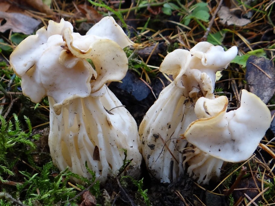 Лопастник курчавый Helvella crispa