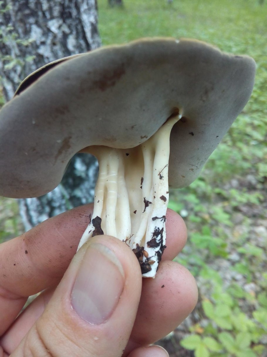 Helvella cupuliformis