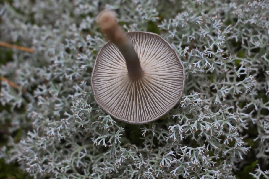 Мицена полосатоножковая (Mycena polygramma)