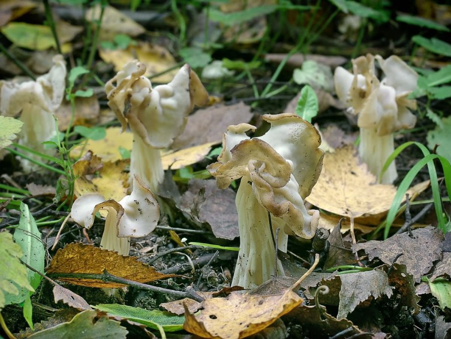 Гриб лопастник курчавый