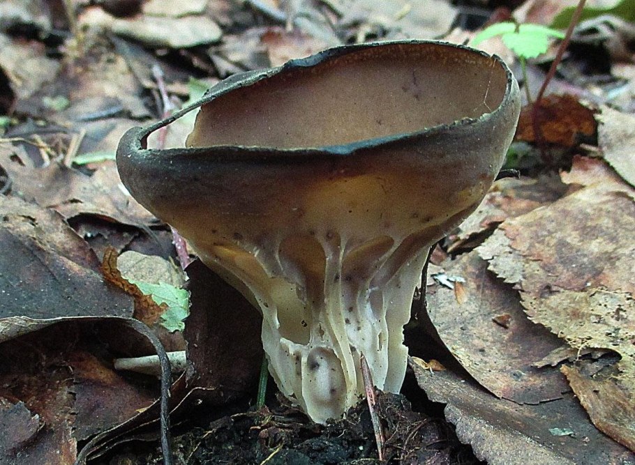 Гриб лопастник