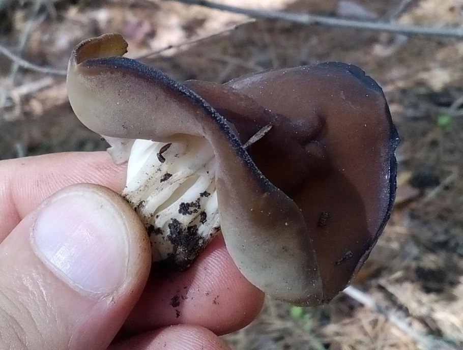 Гельвелла келе гриб