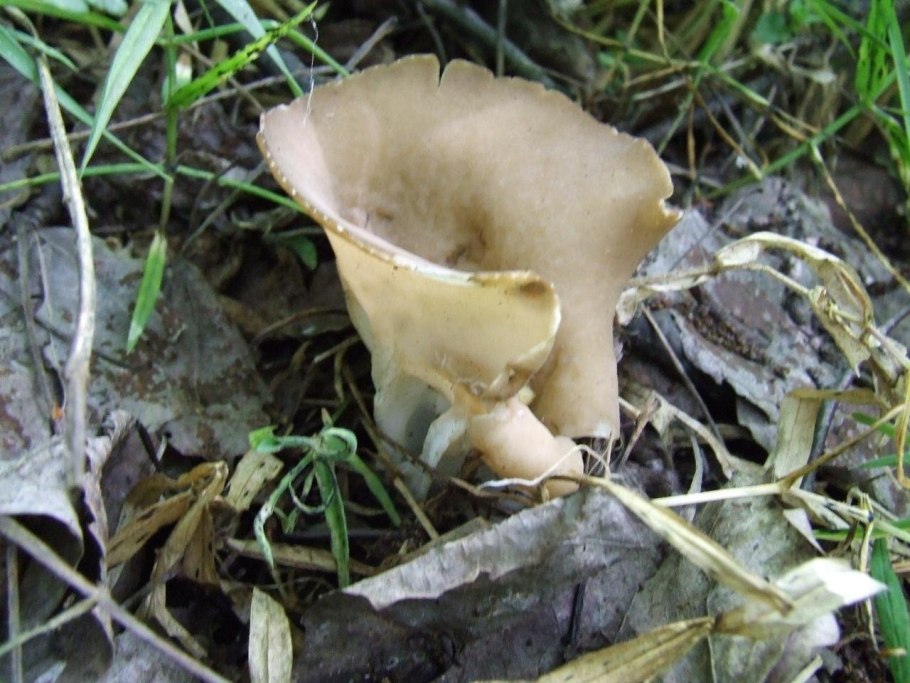 Helvella acetabulum