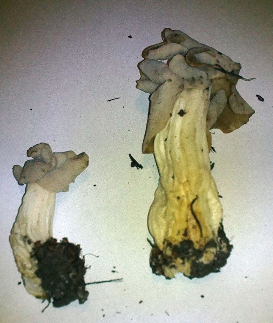 Лопастник курчавый