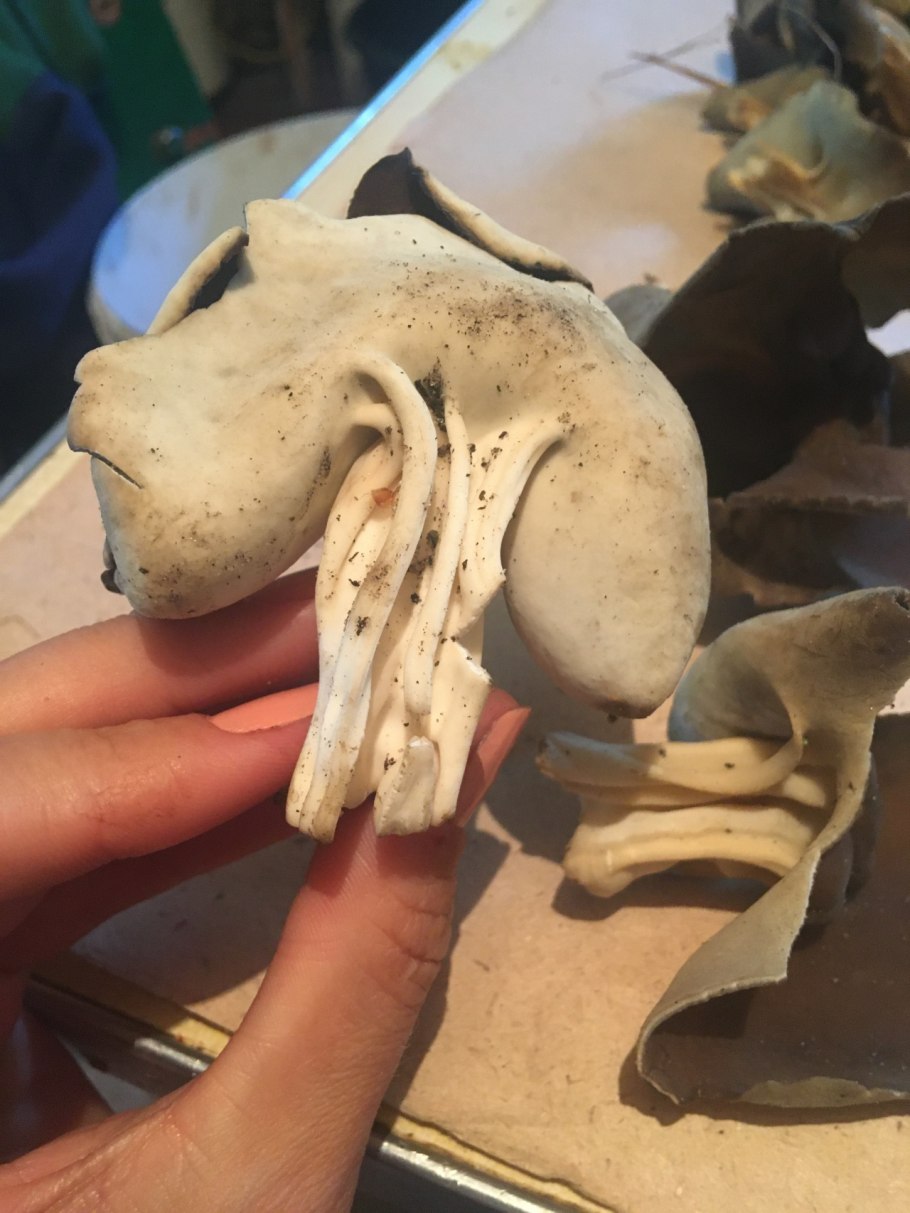 Гельвелла келе гриб