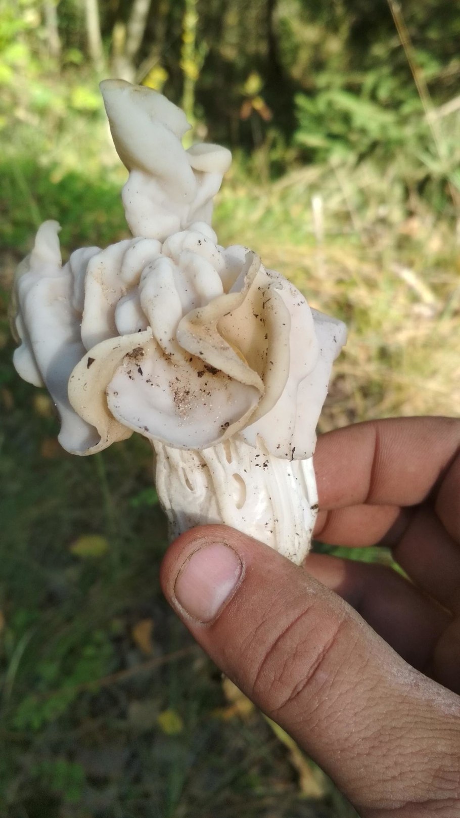 Лопастник бороздчатый съедобный