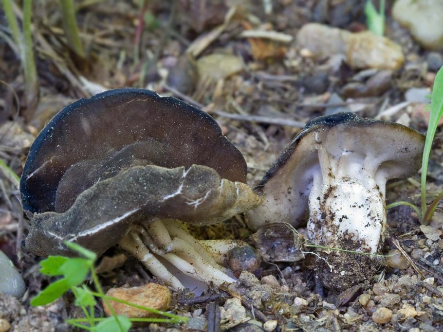 Helvella cupuliformis