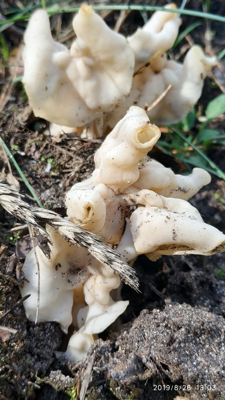 Лопастник Гельвелла