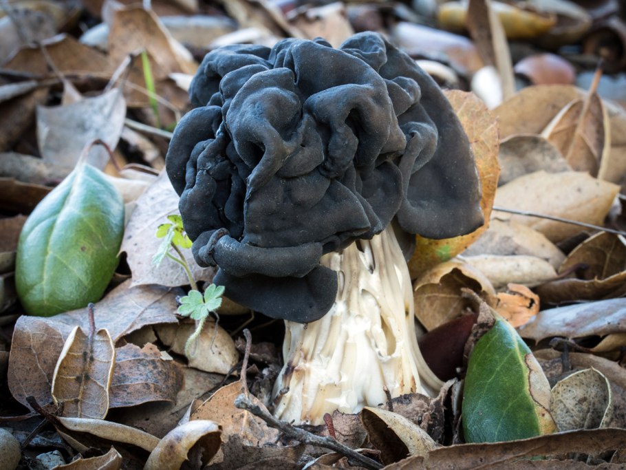 Лопастник бороздчатый