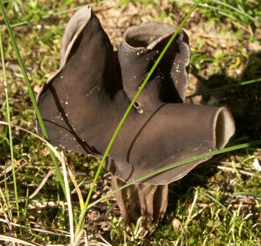 Лопастник (Helvella)