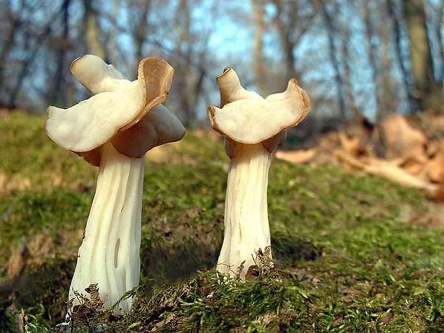 Лопастник курчавый