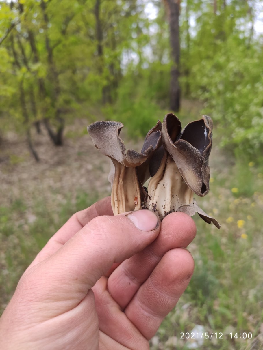 Гельвелла келе гриб