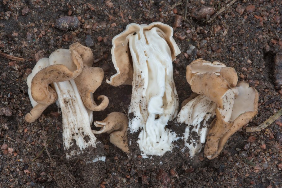 Лопастник белоножковый