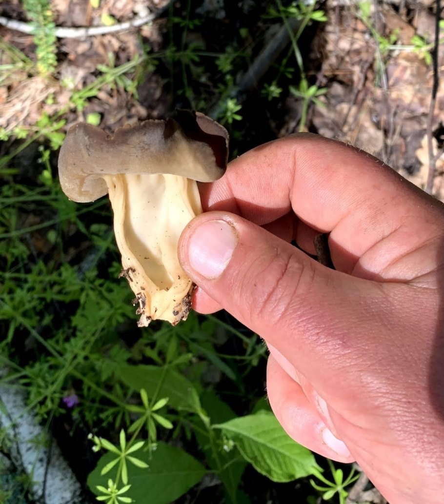 Растет ли Гельвелла в России