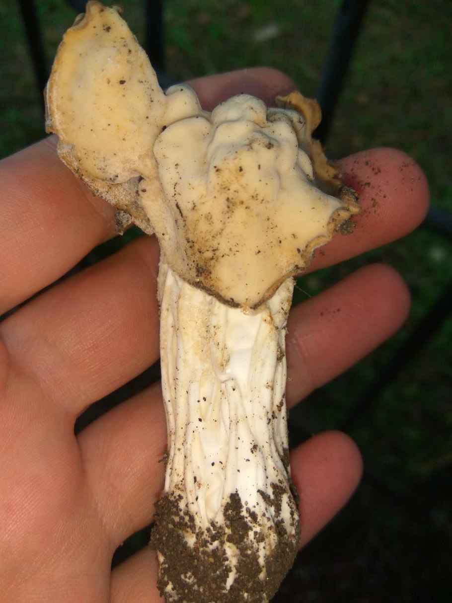 Гриб лопастник курчавый