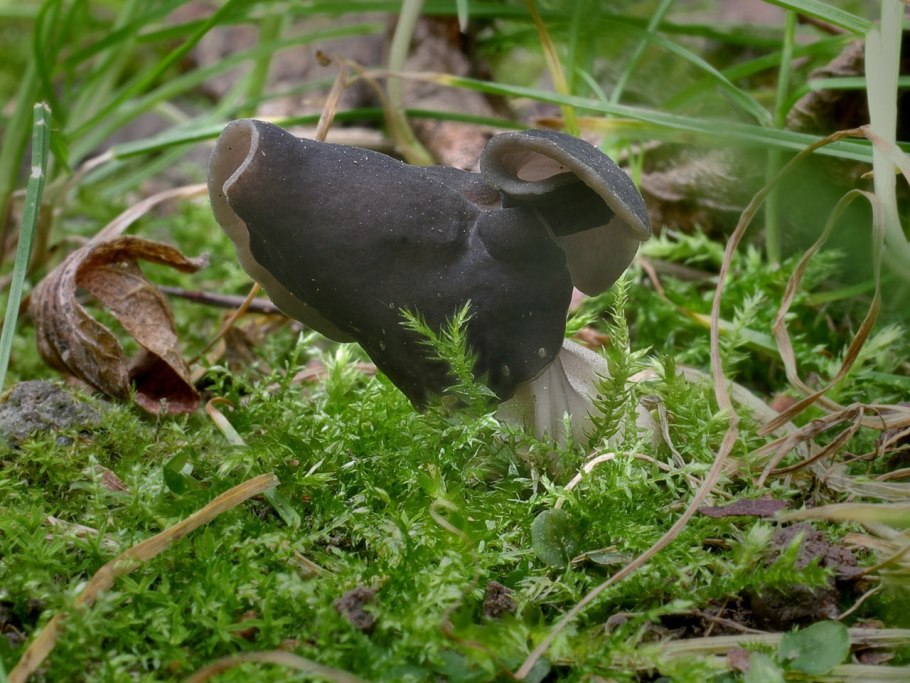 Лопастник ямчатый Helvella lacunosa