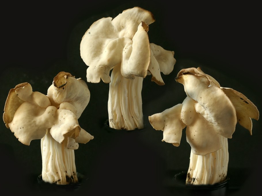 Лопастник курчавый